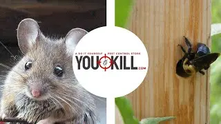 Do It Yourself Pest Control Store   Greer