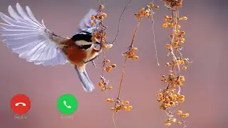 New Ringtone 2021| 2021 Latest Ringtone
