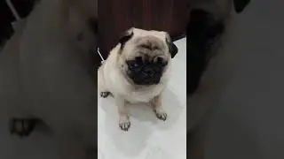 Crying for chocolate!pug funny moments.! bechara wala face.