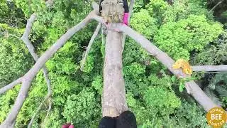 TOP 5 Most Dangerous Wild Honey Hunting Videos of 2025 ｜ Nomad Bee Hunter 9mt7p3XNYZE part6