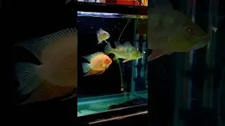🔥Monster Tank🤑 Part-2 #viral #trending #kakinada #monsterfish #monsterfishkeeper #monsterfishtank