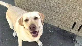Our Dog Zoe Loves A Coffee From Cafe Bones