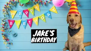 DOG BIRTHDAY PARTY | DOGS ON RESTAURANT REVIEW
