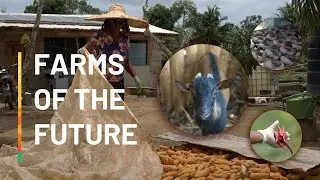 Farms of the Future: From Banking to Farming - Rosemond Afful's Success in Sustainable Agriculture