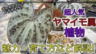 【必見！】あの人気熱帯植物を育ててみませんか！？【ディオスコレア ドデカネウラ】