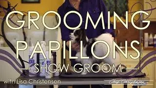 Papillon Grooming with Lisa Christensen — Show Groom
