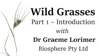 Demystifying Wild Grasses &ndash; Part 1, Introduction