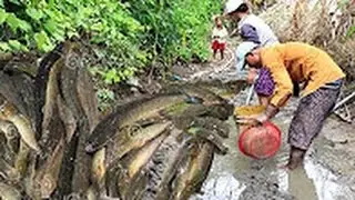 Net Fishing In Battambang Province - Khmer Cast Net Fishing -Cambodia Traditional Fishing