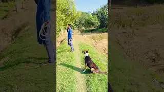 ছাগল কোথায় গেল