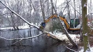 2026 Forest maintenance
