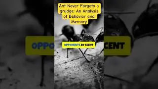 Ant Never Forgets a grudge: An Analysis of Behavior and Memory#science #antizoo #memory