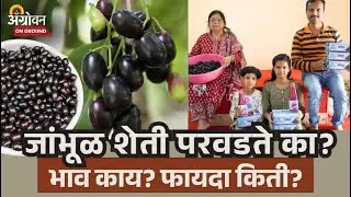 Jambhul Farming : अभ्यास, प्रयत्नांतून डोंगरावर फुलवलेली जांभूळ शेती |Farmer Success Story | Agrowon