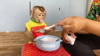 Foodie Boy DAM Licking Spoon Yummy Eating Yogert Milk