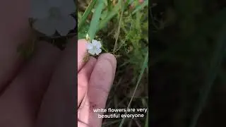 Drosera peltata in the natural forest of Vietnam