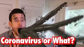 CORONAVIRUS OR WHAT? -- Tiny Cow Comedy -- Sketch Comedy