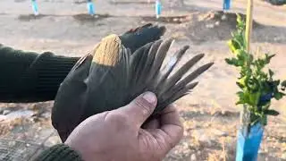 Campero vamo a darle vuelta a ver cómo están hoy.Mirad lo que a caído en esta Jaula. Un Cabo Banda.