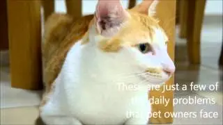 RoboFeeder: A smart food dispenser for pets