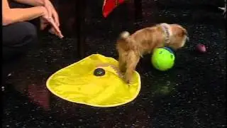 New way to pamper your pet through at home pet parties