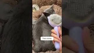 Why didn't schools teach us about this cat grooming hack