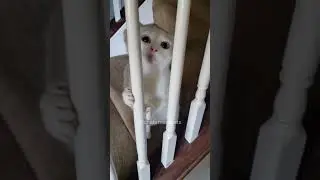 Daily cats #2