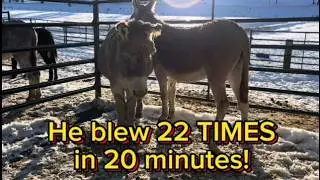 Donkey Training Techniques REVEALED
