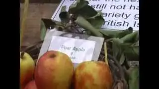 Apple Day Kelland 2014