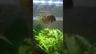 key-hole cichlids