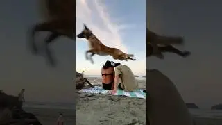 Первый день собаки на пляже 🏝️ 🐕 #смешно #собака #питомцы #забавныепитомцы #длятебя #пляж #море