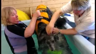 Skye - Dog's First Swim (Hydrotherapy)