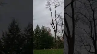 Spider Leg