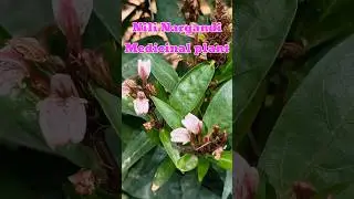 Nili Nargandi: rare medicinal plant - Justicia gendarussa #gardening #music #shorts #ytshorts
