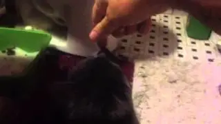Psychokitty