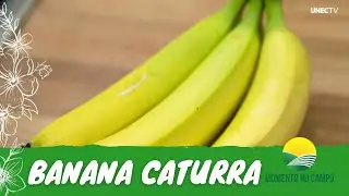 MOMENTO NO CAMPO #137 | BANANA CATURRA
