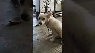 Pomeranian  baby puppy cute dog#viral #funny #shortvideos #pets #youtubeshorts #ytshorts