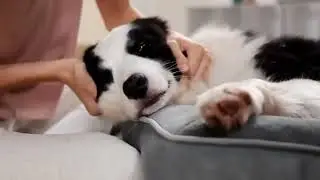 Orthopedic Dog Bed - Comfort for Your Furry Friend