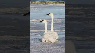3 METER HEIGHT  BIRD @ DRSKSINGHCHANNEL JAI SHREERAM