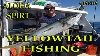 MONSTER YELLOWTAIL on the Aloha Spirit - Channel Islands Sportfishing