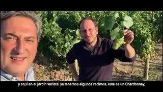 Vendimia 2021 Ventisquero Wine Estates