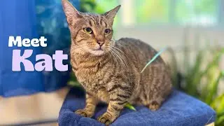 Познакомьтесь с Кэт &mdash; кошкой породы бобтейл!