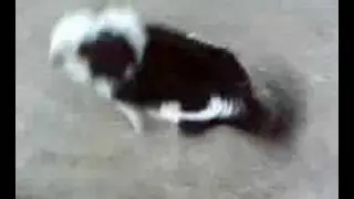 OKI DOG BAD MAD
