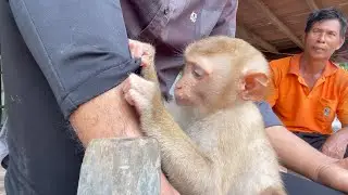 Little Zueii Focus Grooming And Cleaning My Leg