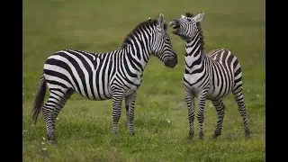 Wildlife Kenya  - Nairobi Orphanage