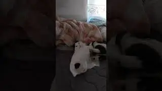 Oreo is feeling feisty!!! 😆 🤣 😂 #cat