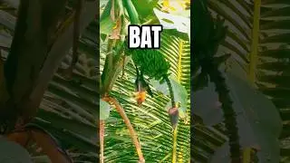 The Bat #vavvaal #bats #animalworld #nature #banana #vazha