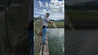 🐟 | 3 Tips para mejorar el cultivo de la Tilapia.