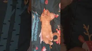 🍊🐈 #piano #love #catsshorts #cat #cuteanimal #shorts #orangecat #rescuecats #straycat #cat #sleepy