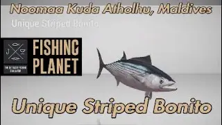 Unique Striped Bonito Noomaa Kuda Atholhu Maldives Fishing Planet Guide