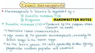 Метаморфоз насекомых