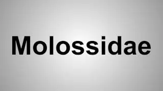How To Pronounce Molossidae