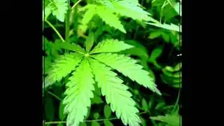To my weed heads